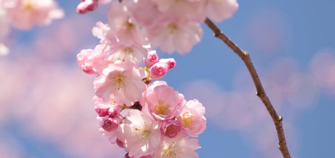 Sådan undgår du fejl, når du bærer mange ørestikker i ét øre