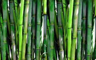 Hvorfor bambus tøj er det perfekte valg for miljøbevidste forbrugere