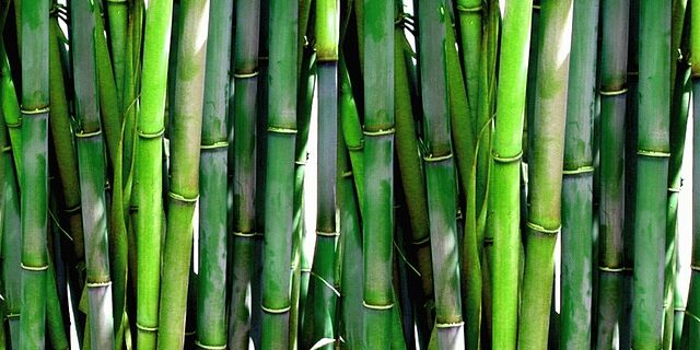 Hvorfor bambus tøj er det perfekte valg for miljøbevidste forbrugere