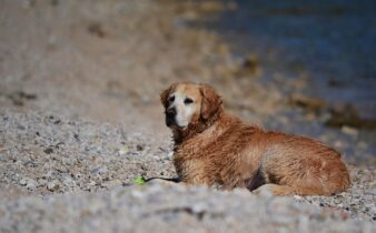 Top 5 grunde til at vælge lam og ris til din hunds måltid