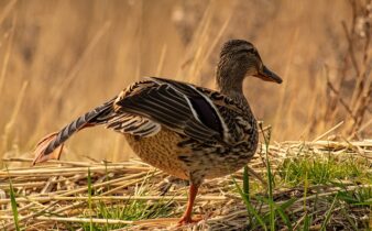 Forbindelse krydsord: Hjælp til de sværeste ledetråde