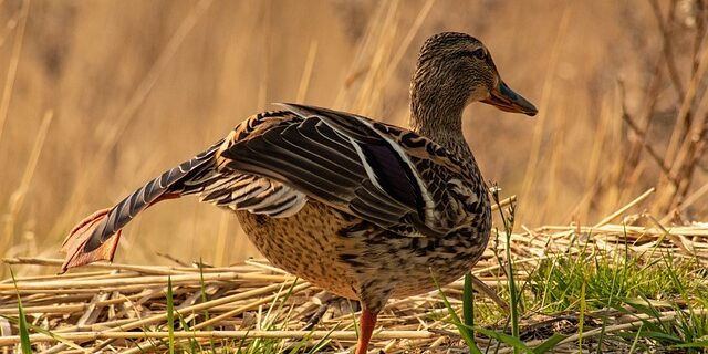 Forbindelse krydsord: Hjælp til de sværeste ledetråde